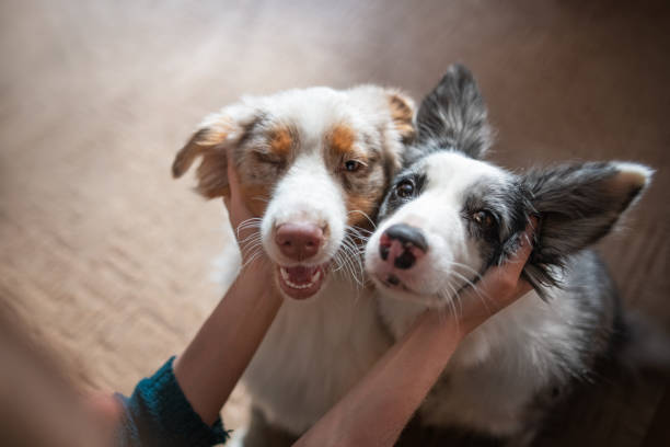 two happy border collies being pet by ownerpoland picture