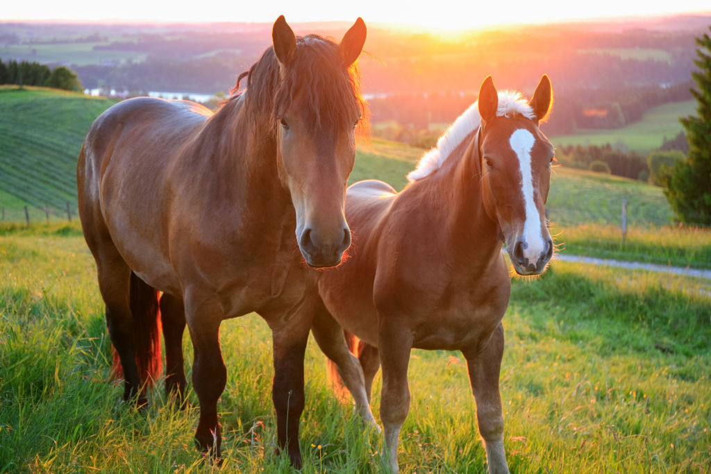 Sunset Horses in Bavaria