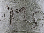 MS, two initials curved in the bark of a tree