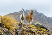 Two llamas standing on a ridge in front of a mountain.