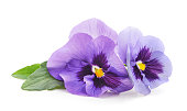 Two purple violets.