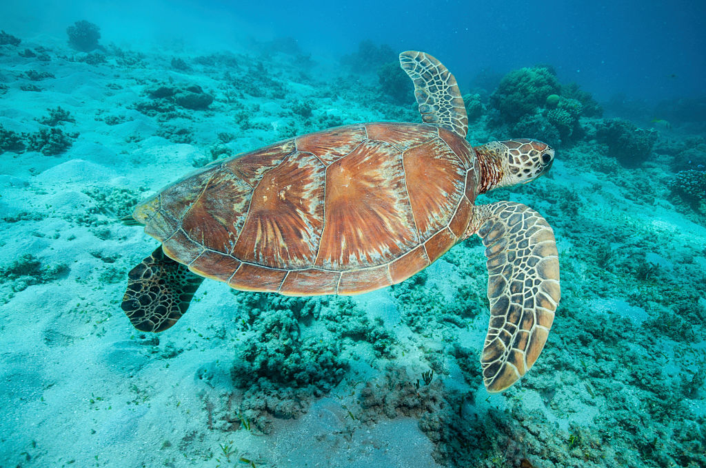 Swimming Sea Turtle
