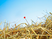 View of a needle in a haystack