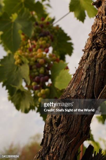 grapes maturing process growing vine vineyard