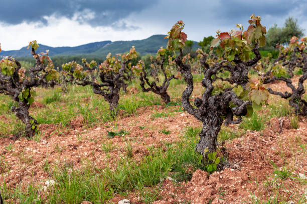 vineyard - tempranillo spain stock pictures, royalty-free photos & images