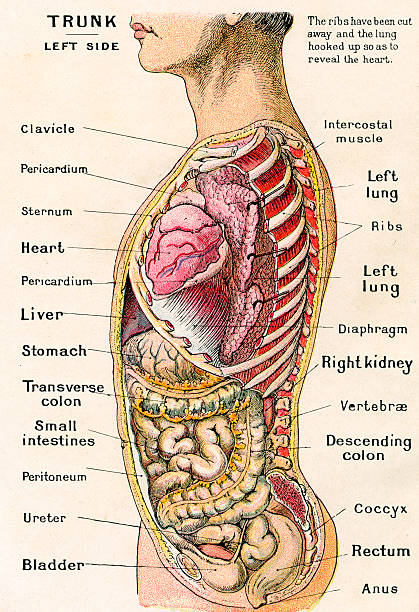 Anatomical View Of Human Torso Pictures | Getty Images