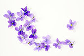 viola blossoms