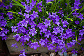 Violet colored Campanula muralis flowers as a background growing in the garden.