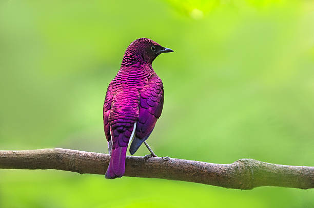 violet-backed starling (cinnyricinclus leucogaster - violet-backed starling stock pictures, royalty-free photos & images