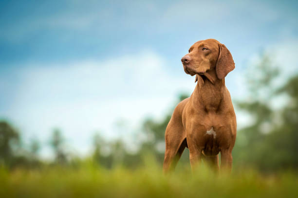 vizsla standing in grass - beautiful dog stock pictures, royalty-free photos & images
