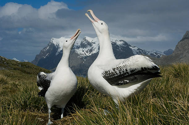 wandering albatross (diomedea exulans) displaying to each other - albatross stock pictures, royalty-free photos & images