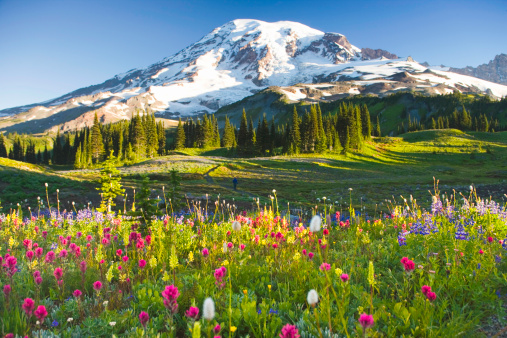 USA, Washington, Mt. Rainier National Park, wildflowers and hiker