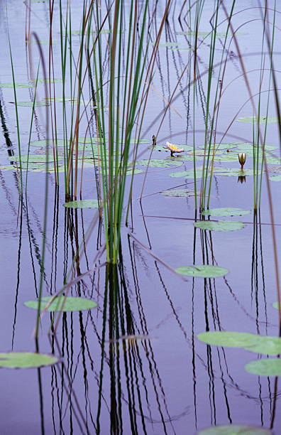 Water lillies and reeds