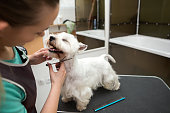 West highland white terrier getting new haircut at groomer