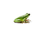 Wet american green tree frog isolated on white background. Hyla cinerea.