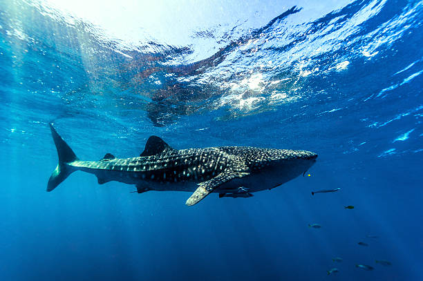 Swim with whale sharks Ningaloo reef 