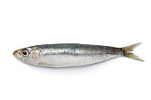 Whole single fresh sardine