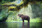 Wild elephant