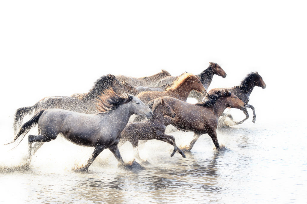 Wild Horse of Anatolia