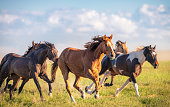Wild horses running free