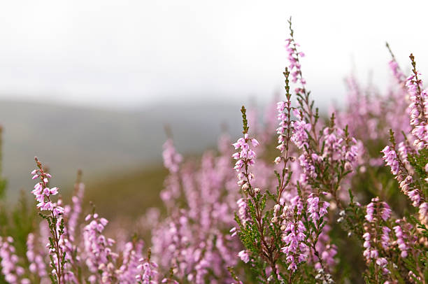 wild scottish heather in the highlands - heather stock pictures, royalty-free photos & images