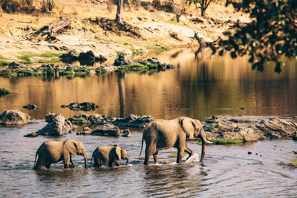 Tanzanian Elephants