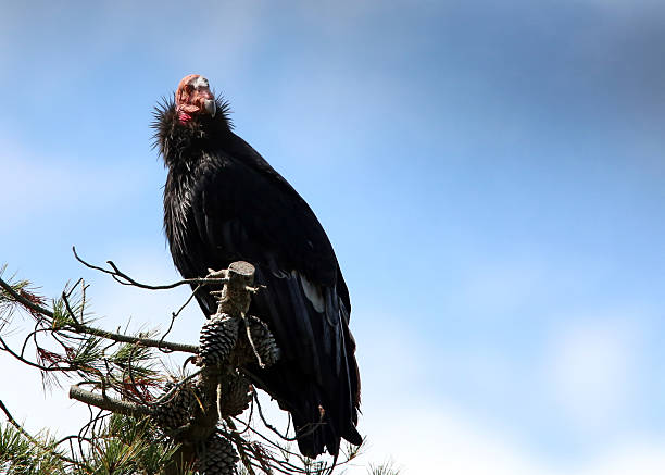 wildlife - california condor stock pictures, royalty-free photos & images