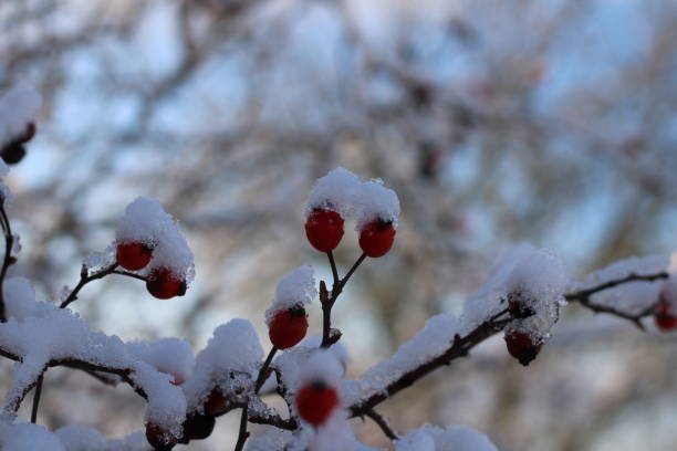 Winter berries,Close-up of frozen berries on tree