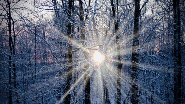 Winter sunset,Low angle view of sunlight streaming through trees in forest