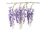 wisteria flowers isolated