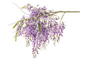 wisteria flowers isolated