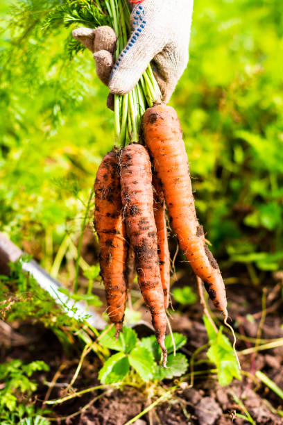 How To Start Growing A Victory Garden