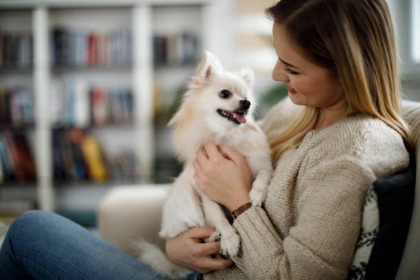 woman relaxing at home with her dog - beautiful dog stock pictures, royalty-free photos & images