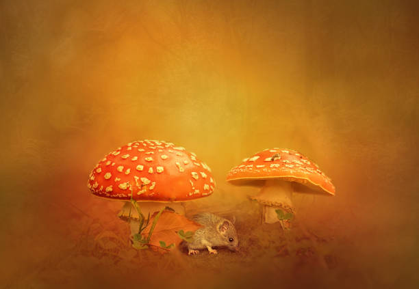 Woodland fantasia,Close-up of mushrooms growing on field