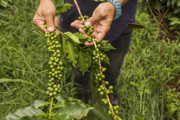 Coffee Operations In The Largest Coffee-Growing State In Brazil