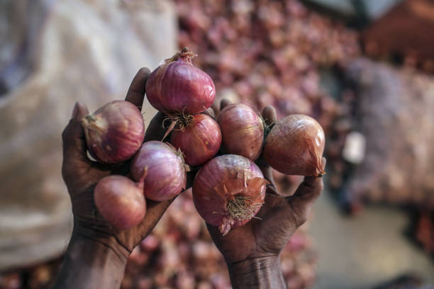 Worker holds onions for a photograph at the Vashi Agricultural Produce Market Committee wholesale market in Mumbai, India, on Thursday, Oct. 3 2019....