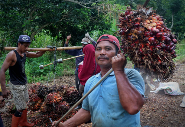 IDN: Palm Oil Prices Fluctuate In Indonesia