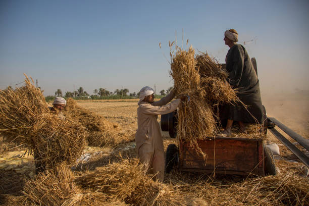 EGY: Egyptian Wheat Harvest And Grain Amid Ukraine Supply Disruption