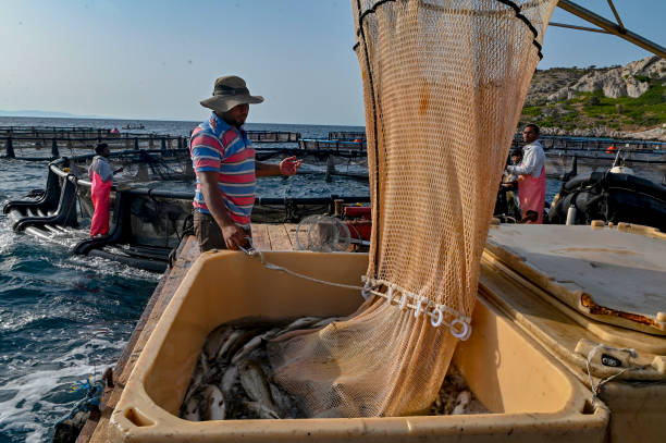 GRC: Greece, Europe's Top Fish Producer, Strives For Sustainability