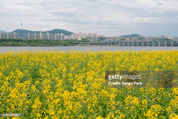 yellow rape flower field city view