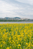 yellow rape flower field city view