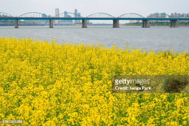 yellow rape flower field dongjak bridge