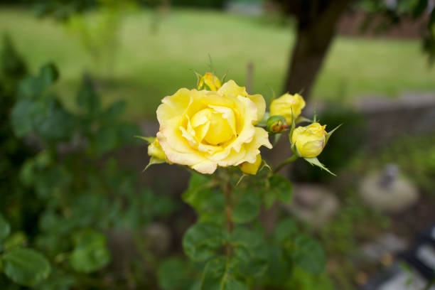 Yellow Rose Blooming Outdoors