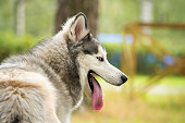 Young energetic dog on a walk. Siberian husky.