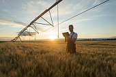 Young farmer or agronomist standing in wheat field beneath irrigation system and using a tablet