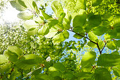 Young fresh green leaves in springtime - Closeup of beech leaves