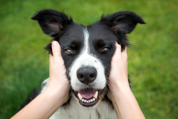 young girl holding head of a beautiful border collie dog - beautiful dog stock pictures, royalty-free photos & images