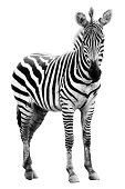 Young male zebra
