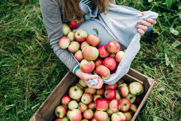 young woman collecting apples in the fall - apple harvesting stock pictures, royalty-free photos & images