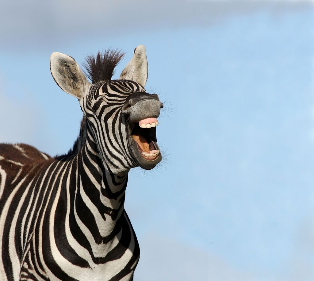 Zebra Laugh